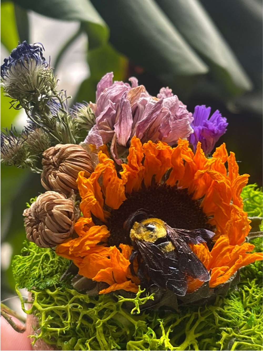 Taxidermy Bee Floral Display